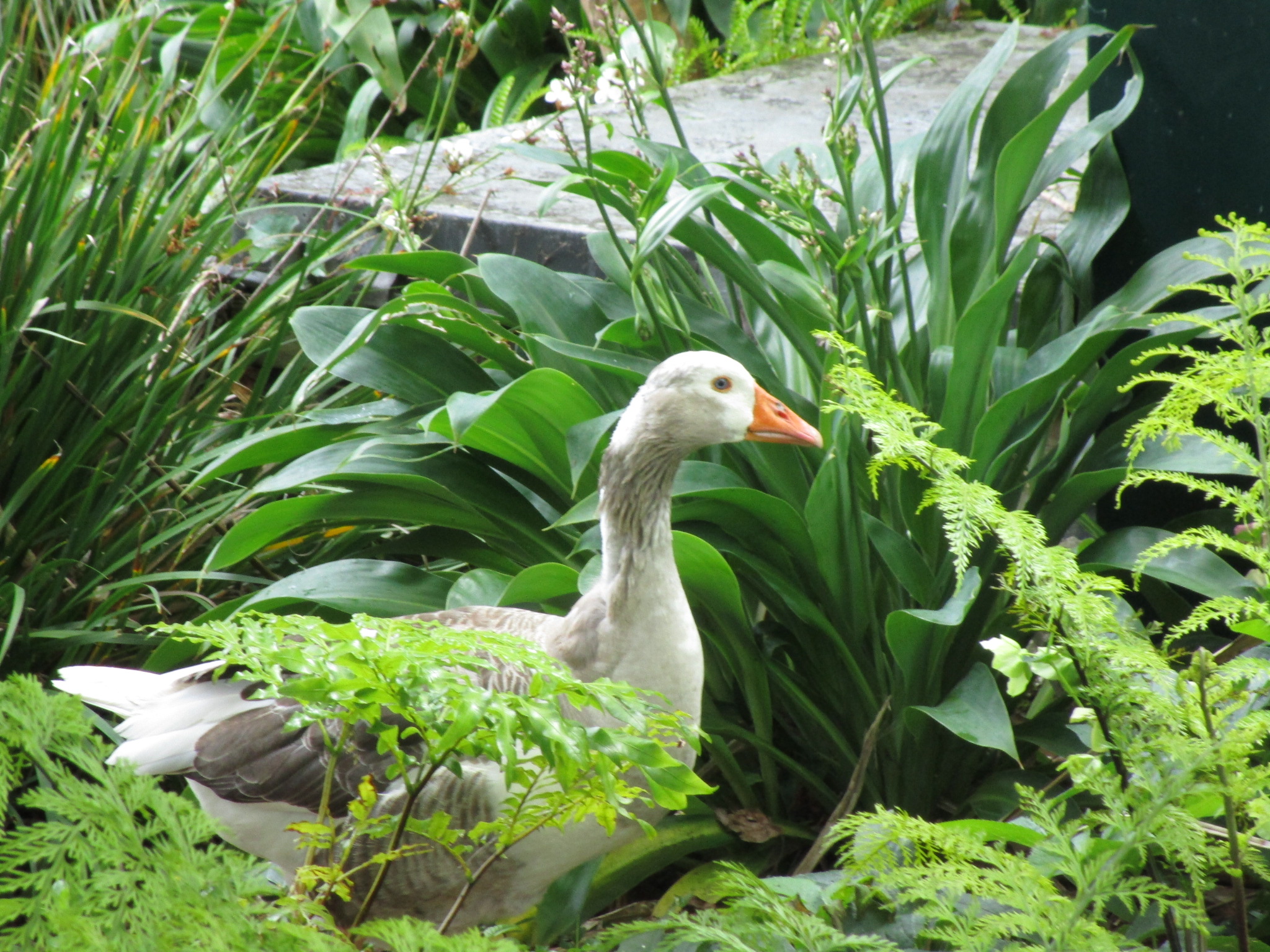 Goose in the green