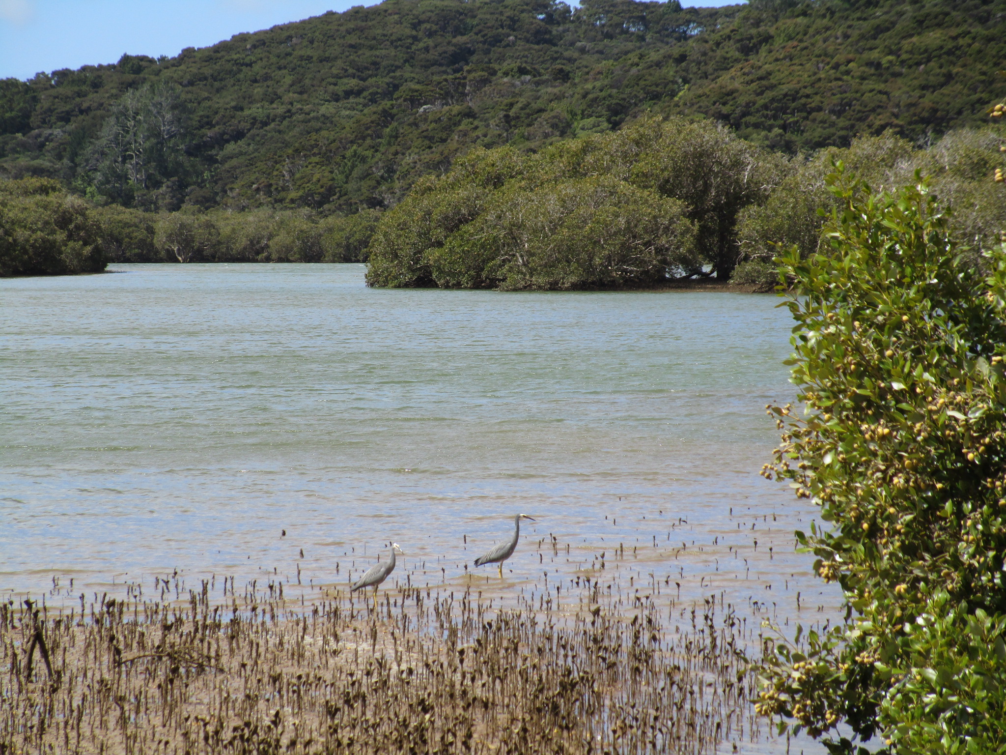 Paihia water birds