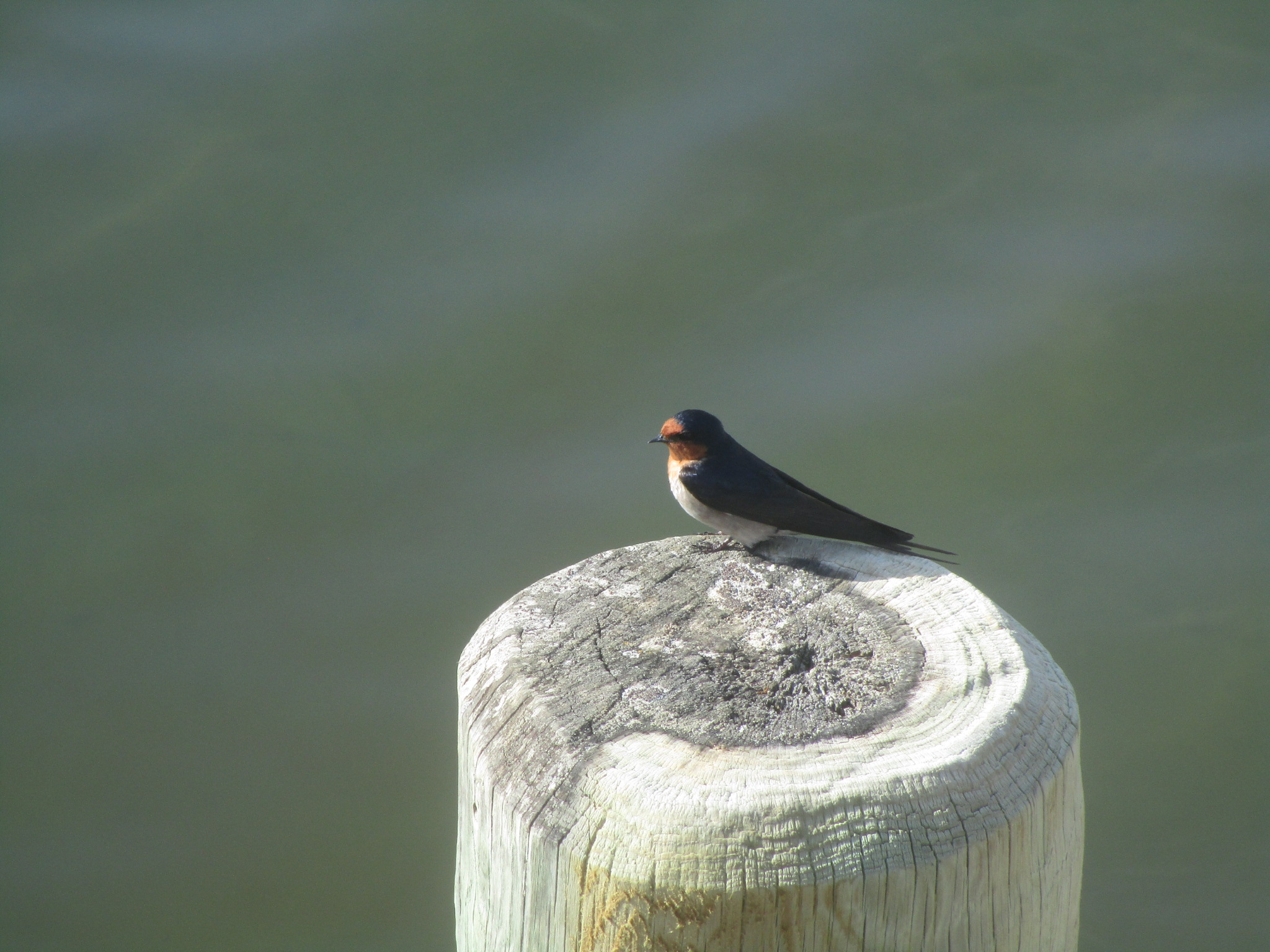 Small bird on wood
