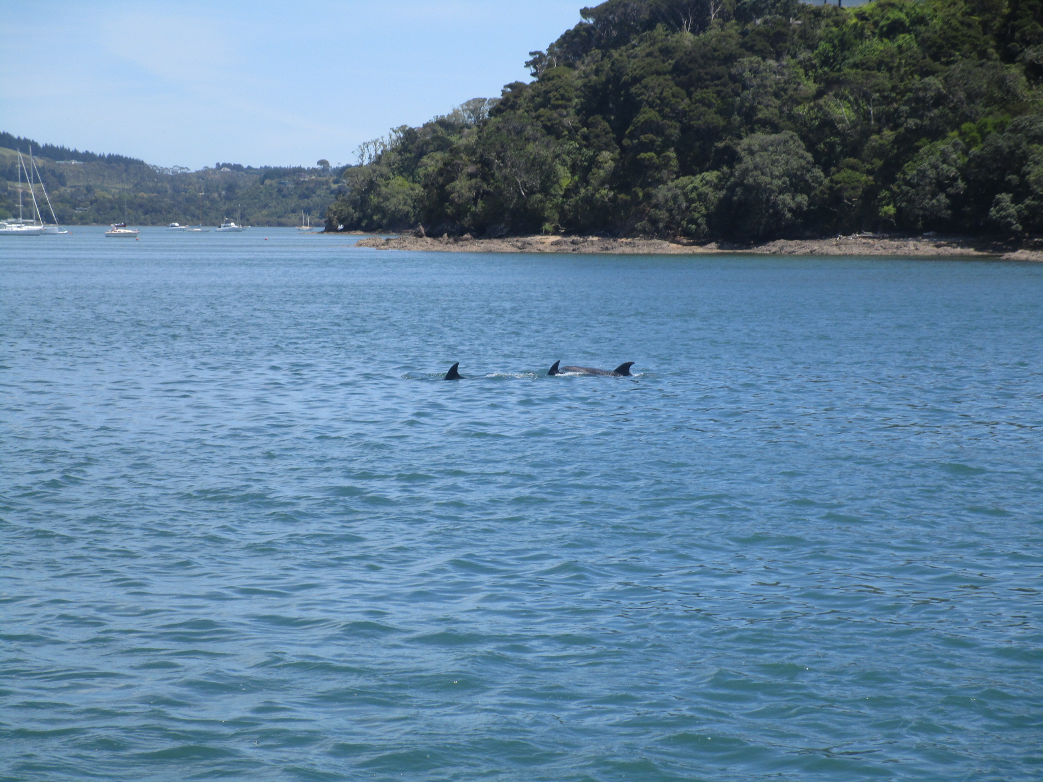 Paihia dolphins