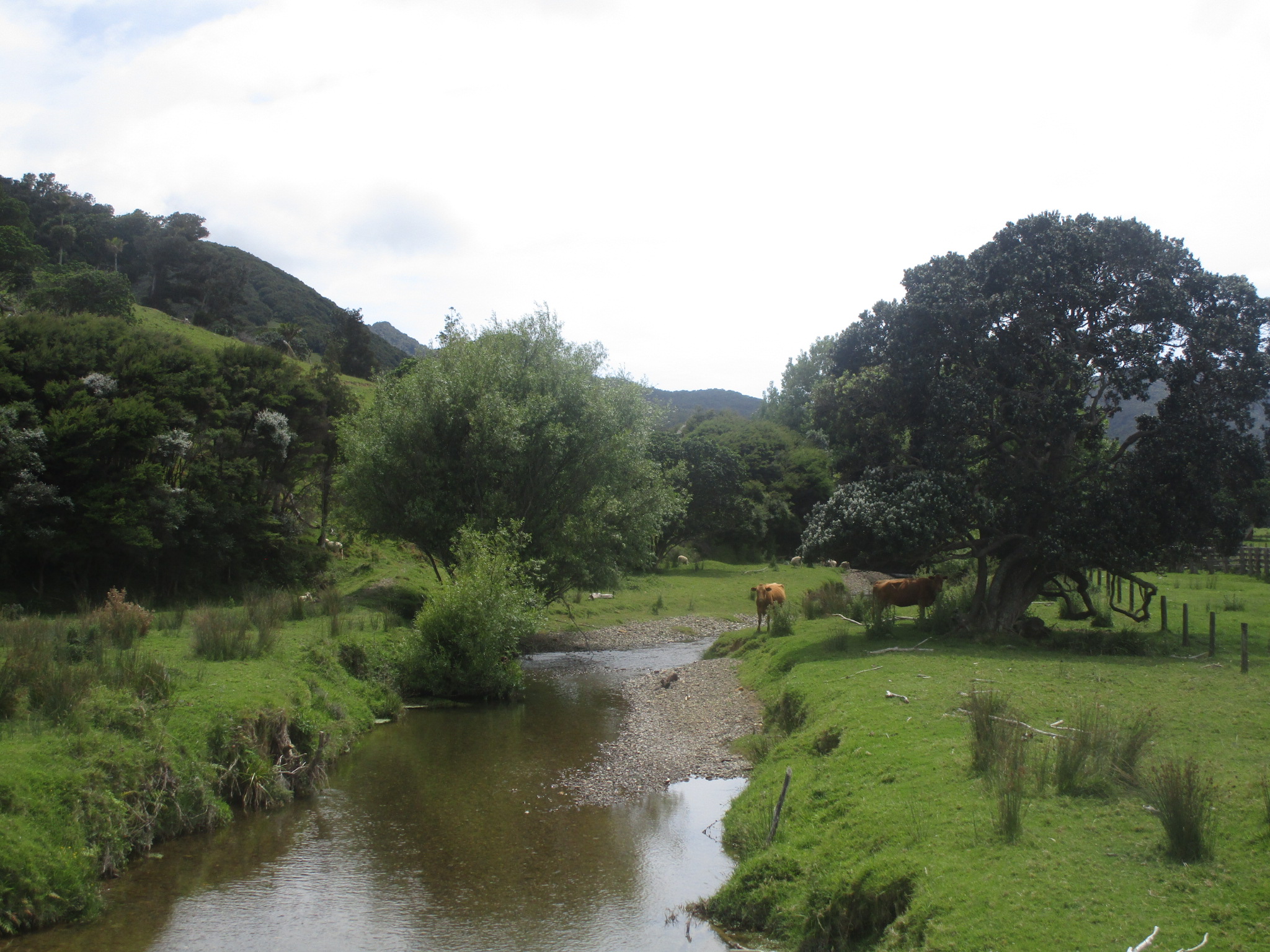Coromandel cows by the river