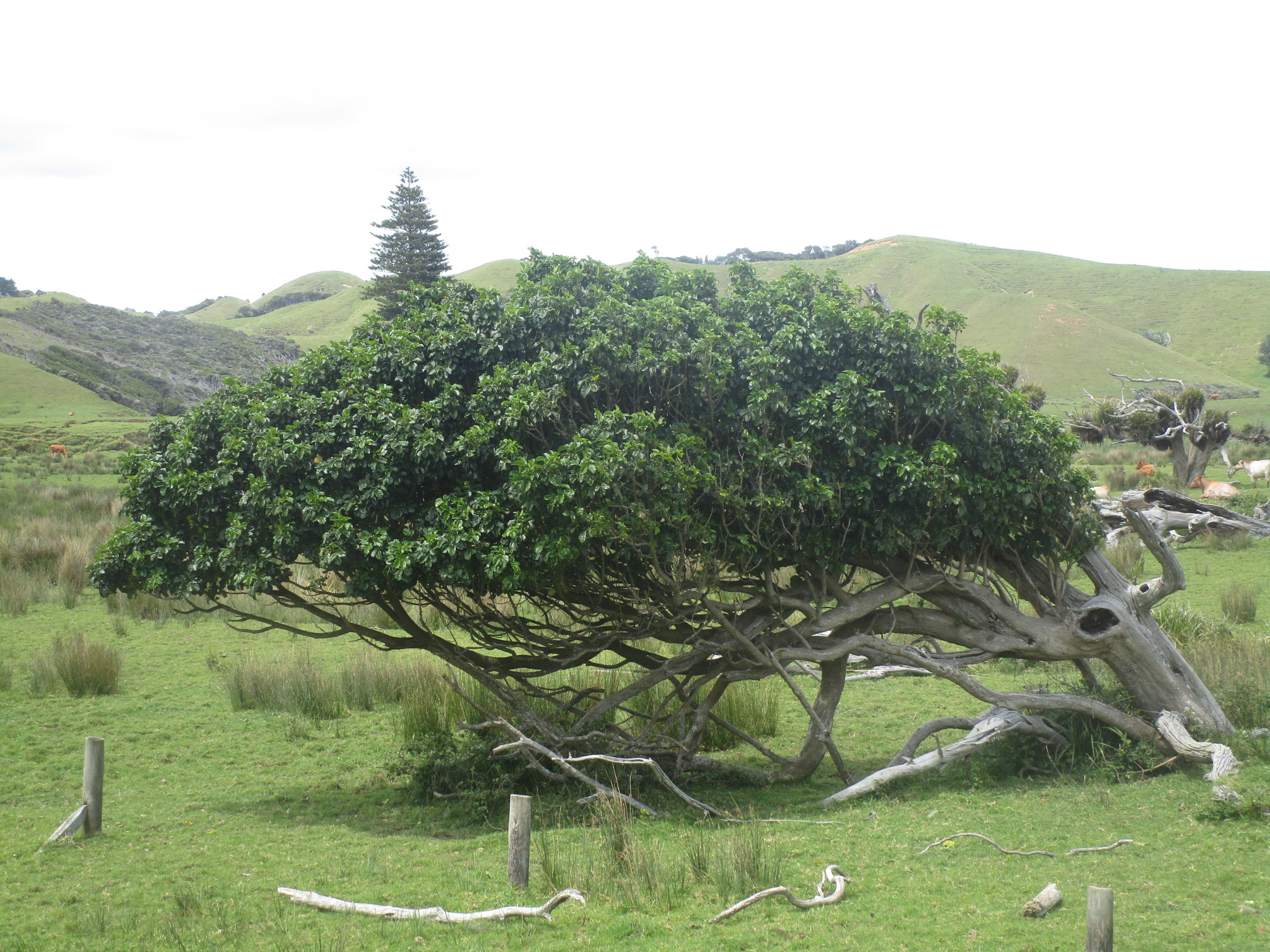 Coromandel fallen tree