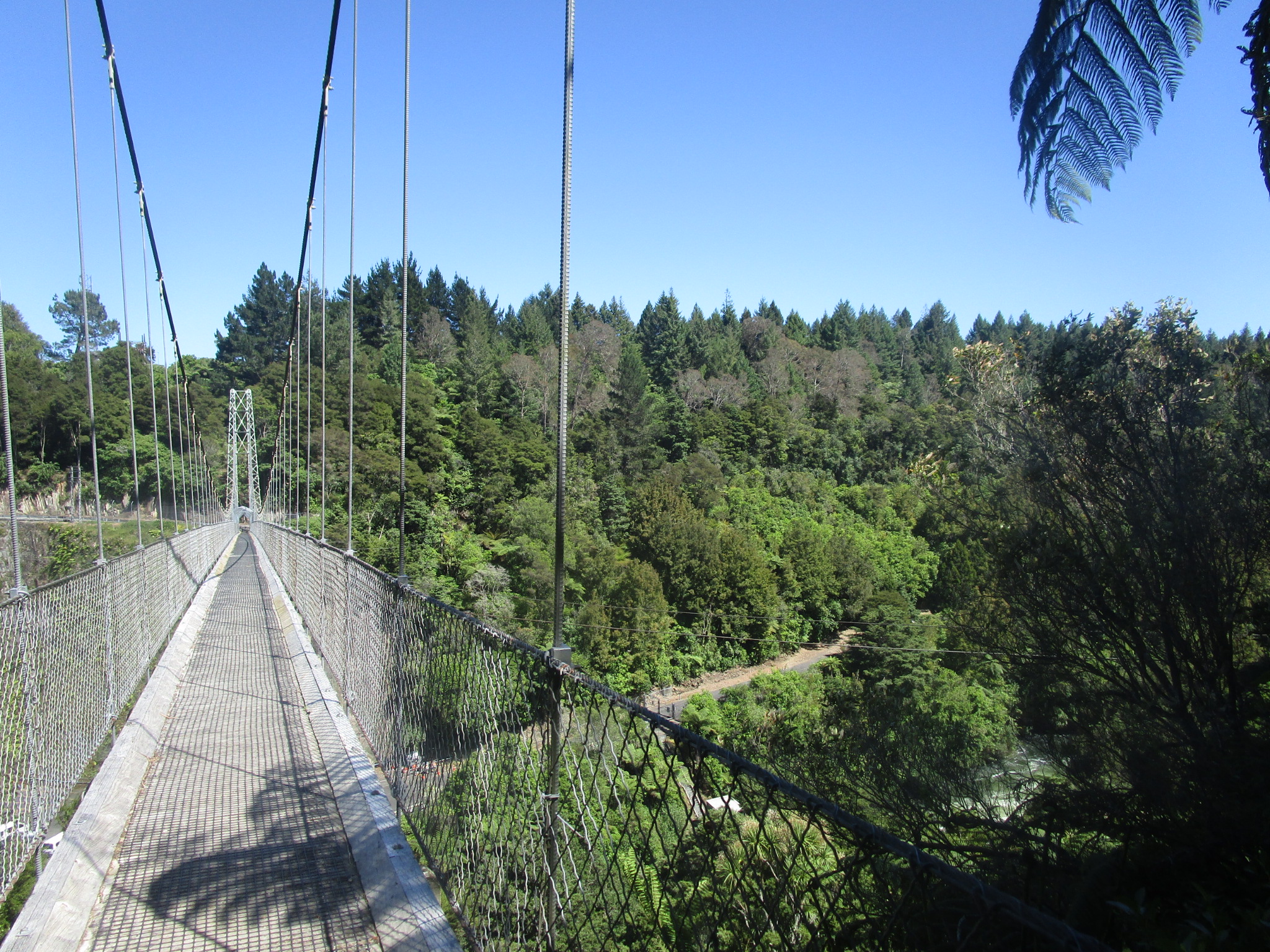 Waikato river trail swing bridge