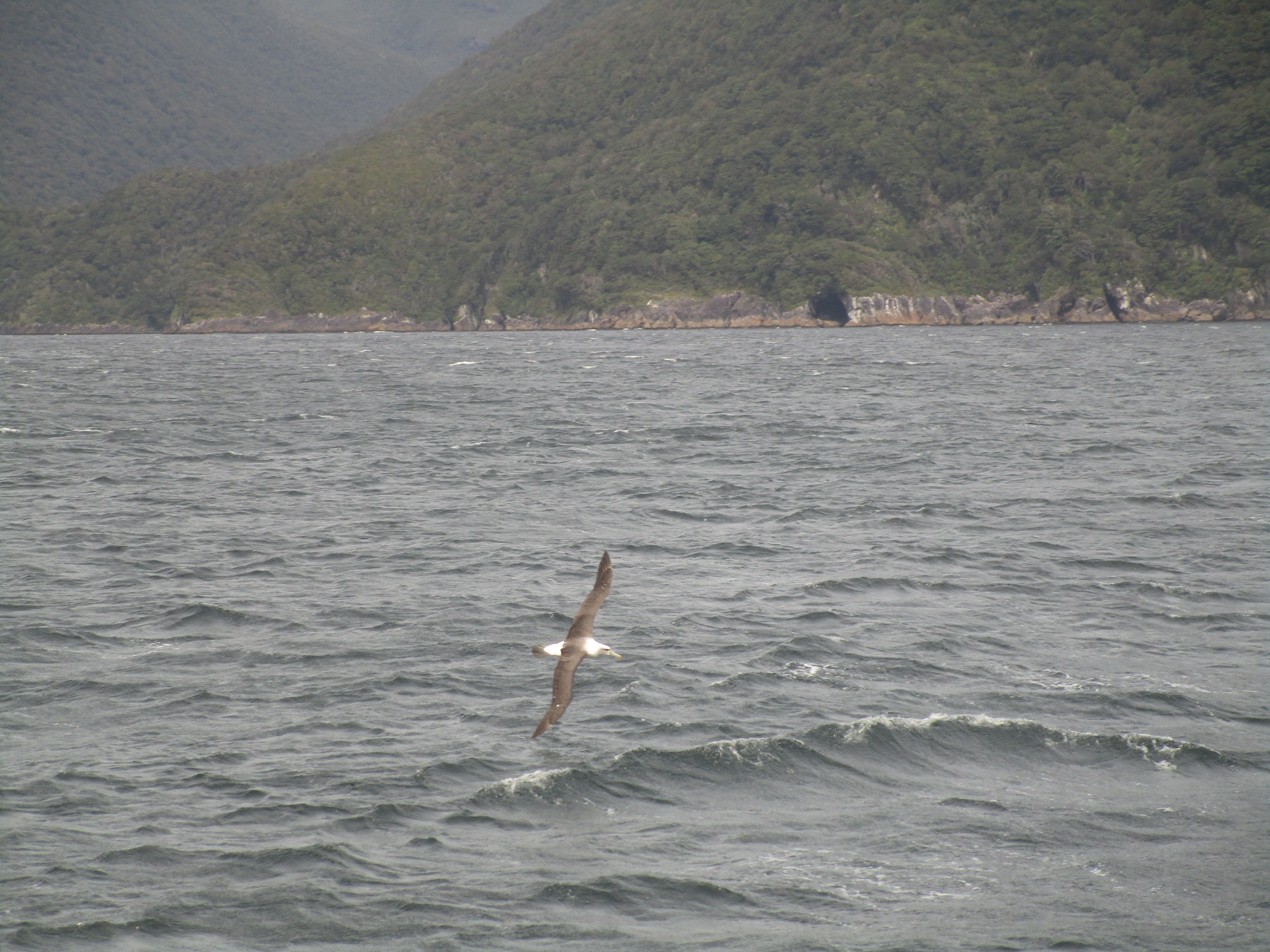 Doubtful Sound albatross